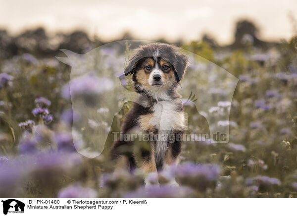 Miniature Australian Shepherd Puppy / PK-01480