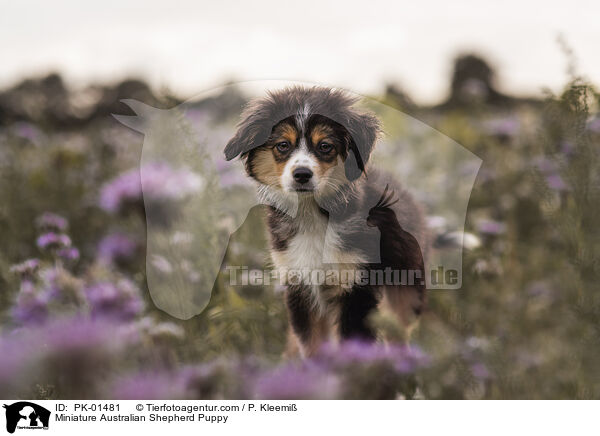 Miniature Australian Shepherd Puppy / PK-01481