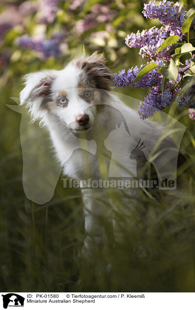 Miniature Australian Shepherd / PK-01580