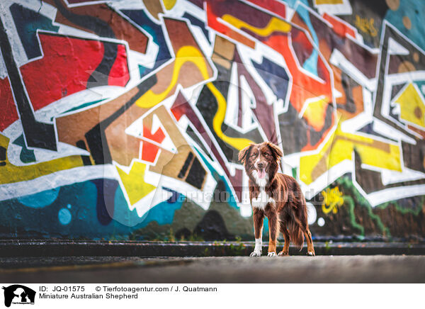 Miniature Australian Shepherd / Miniature Australian Shepherd / JQ-01575