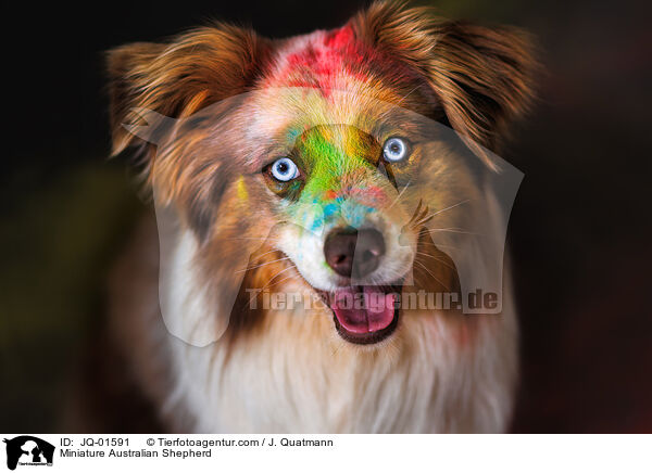 Miniature Australian Shepherd / Miniature Australian Shepherd / JQ-01591