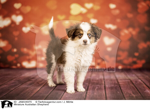 Miniature Australian Shepherd / Miniature Australian Shepherd / JAM-04975