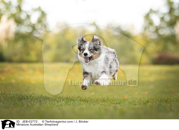 Miniature Australian Shepherd / Miniature Australian Shepherd / JEB-02772