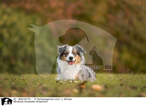 Miniature Australian Shepherd / Miniature Australian Shepherd / JEB-02774