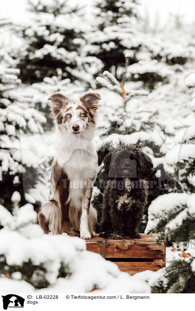 dogs / LB-02228