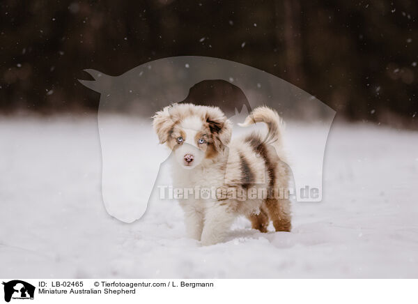 Miniature Australian Shepherd / LB-02465