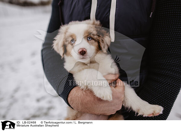 Miniature Australian Shepherd / Miniature Australian Shepherd / LB-02468