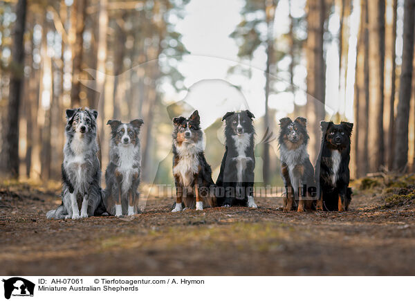 Miniature Australian Shepherds / AH-07061
