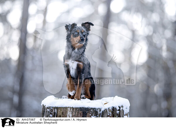 Miniature Australian Shepherd / AH-07067