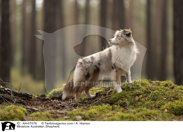 Miniature Australian Shepherd / AH-07076