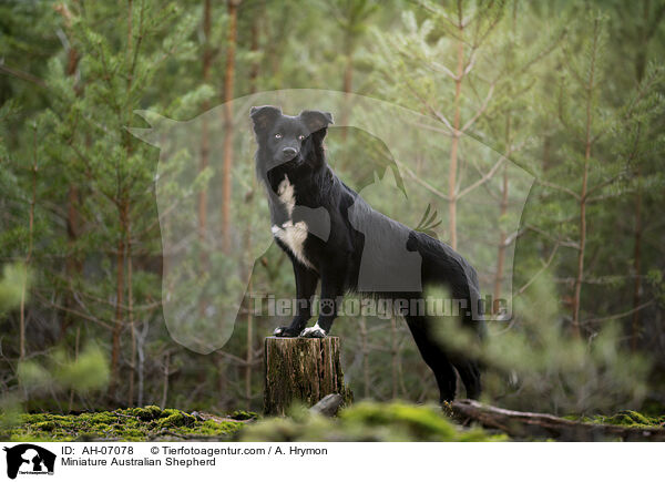 Miniature Australian Shepherd / AH-07078