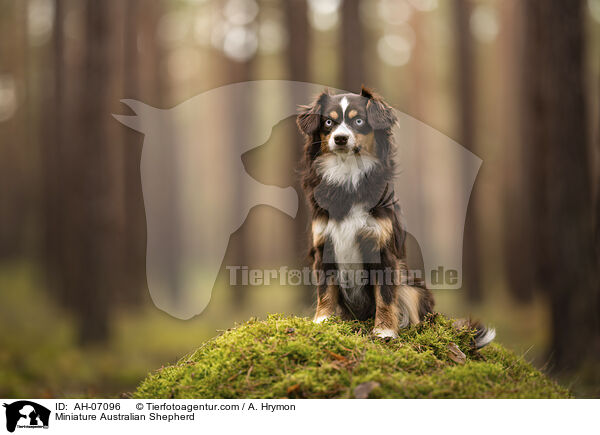 Miniature Australian Shepherd / AH-07096
