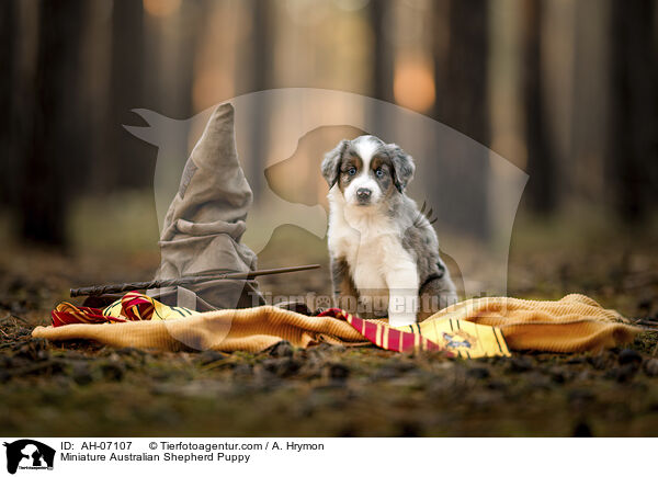 Miniature Australian Shepherd Puppy / AH-07107