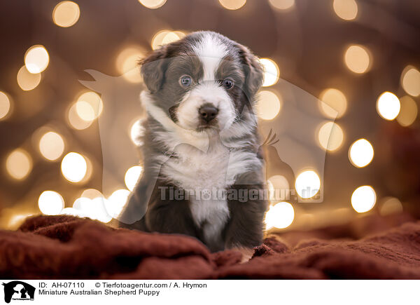Miniature Australian Shepherd Puppy / AH-07110