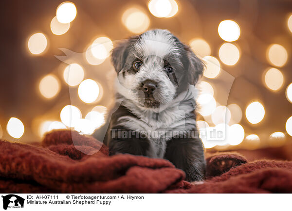 Miniature Australian Shepherd Puppy / AH-07111