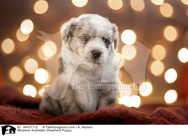 Miniature Australian Shepherd Puppy / AH-07112