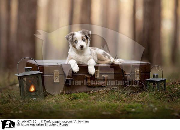 Miniature Australian Shepherd Welpe / Miniature Australian Shepherd Puppy / AH-07125
