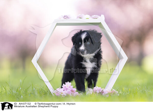Miniature Australian Shepherd Puppy / AH-07132