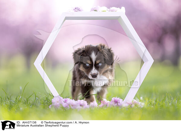 Miniature Australian Shepherd Puppy / AH-07136