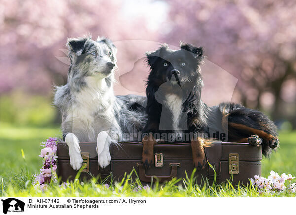 Miniature Australian Shepherds / Miniature Australian Shepherds / AH-07142