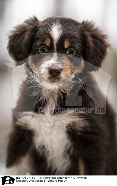 Miniature Australian Shepherd Puppy / AH-07152