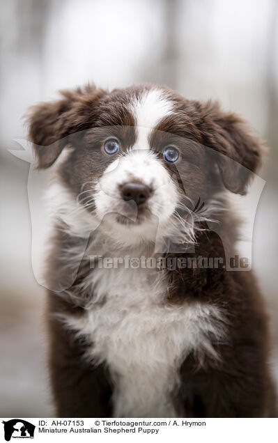 Miniature Australian Shepherd Puppy / AH-07153