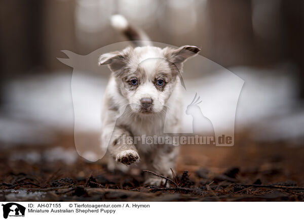Miniature Australian Shepherd Welpe / Miniature Australian Shepherd Puppy / AH-07155