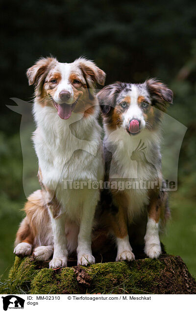 dogs / MM-02310