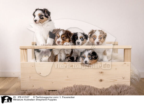 Miniature Australian Shepherd Puppies / IFE-01527