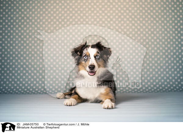 Miniature Australian Shepherd / Miniature Australian Shepherd / JAM-05750