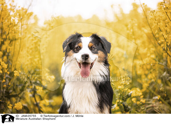 Miniature Australian Shepherd / Miniature Australian Shepherd / JAM-05755