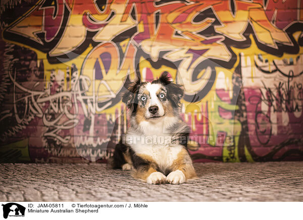 Miniature Australian Shepherd / Miniature Australian Shepherd / JAM-05811