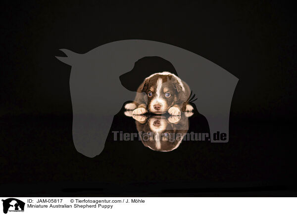 Miniature Australian Shepherd Puppy / JAM-05817
