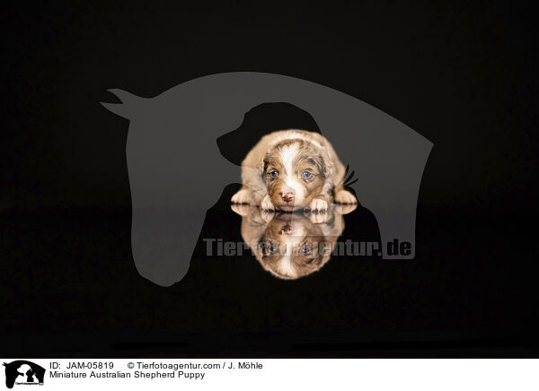 Miniature Australian Shepherd Welpe / Miniature Australian Shepherd Puppy / JAM-05819