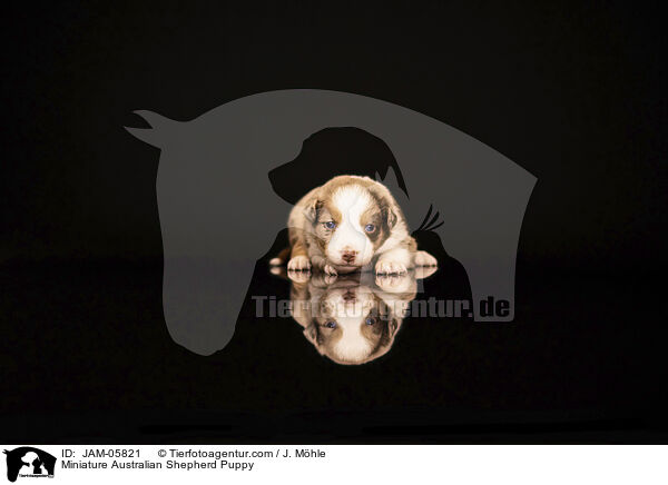 Miniature Australian Shepherd Welpe / Miniature Australian Shepherd Puppy / JAM-05821