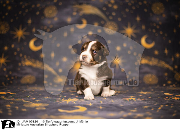 Miniature Australian Shepherd Welpe / Miniature Australian Shepherd Puppy / JAM-05826