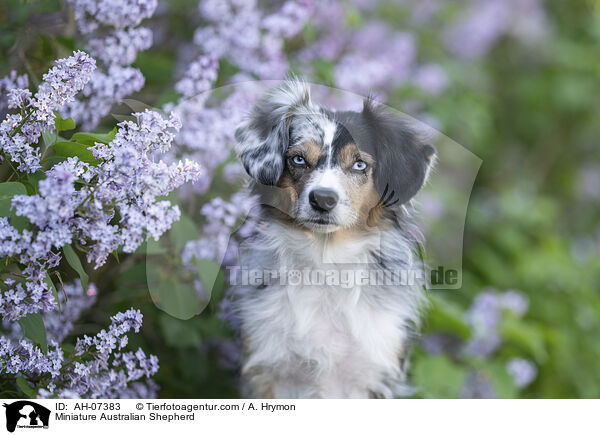 Miniature Australian Shepherd / AH-07383