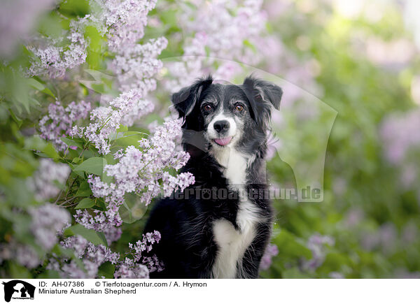 Miniature Australian Shepherd / Miniature Australian Shepherd / AH-07386