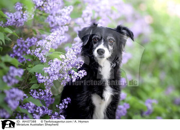 Miniature Australian Shepherd / Miniature Australian Shepherd / AH-07388