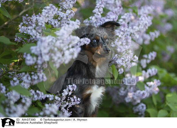 Miniature Australian Shepherd / Miniature Australian Shepherd / AH-07390
