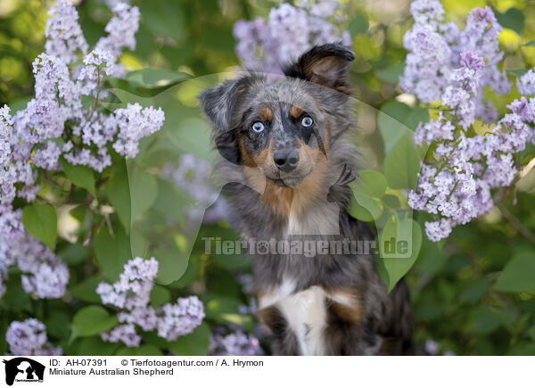Miniature Australian Shepherd / Miniature Australian Shepherd / AH-07391