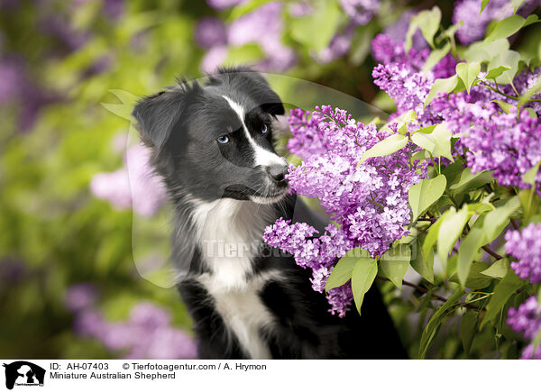 Miniature Australian Shepherd / Miniature Australian Shepherd / AH-07403