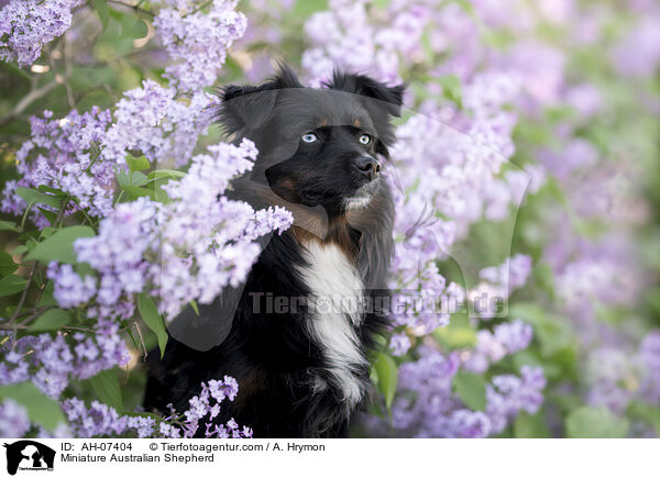 Miniature Australian Shepherd / Miniature Australian Shepherd / AH-07404
