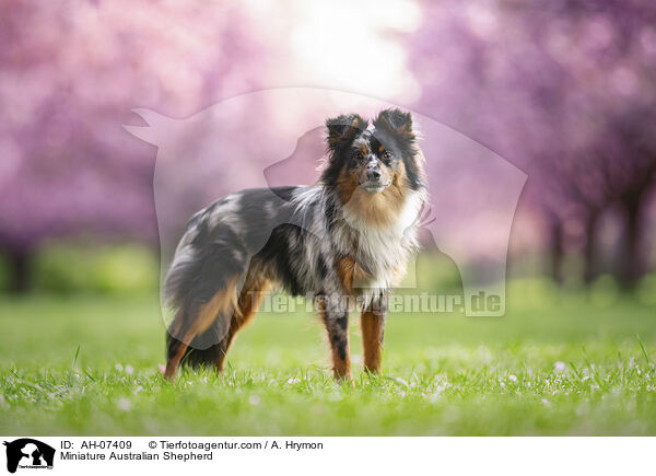 Miniature Australian Shepherd / Miniature Australian Shepherd / AH-07409