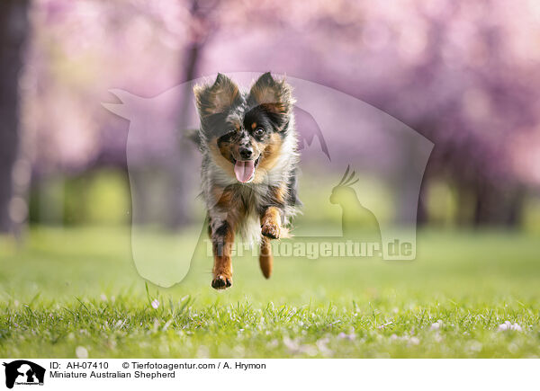 Miniature Australian Shepherd / AH-07410