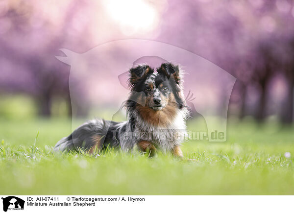 Miniature Australian Shepherd / AH-07411