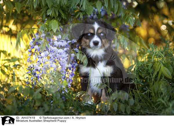 Miniature Australian Shepherd Puppy / AH-07419