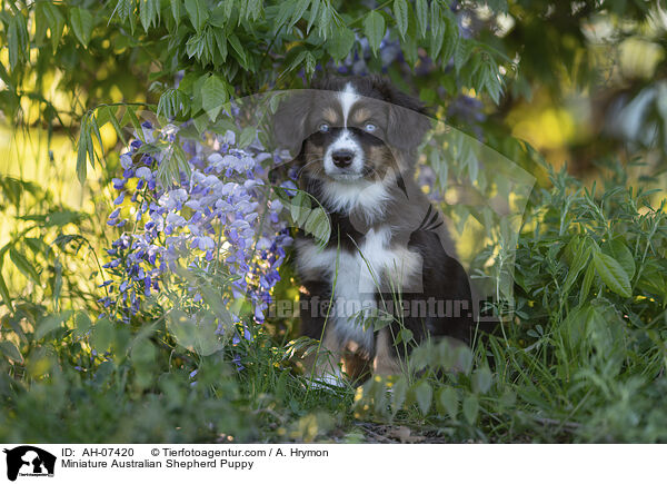 Miniature Australian Shepherd Puppy / AH-07420