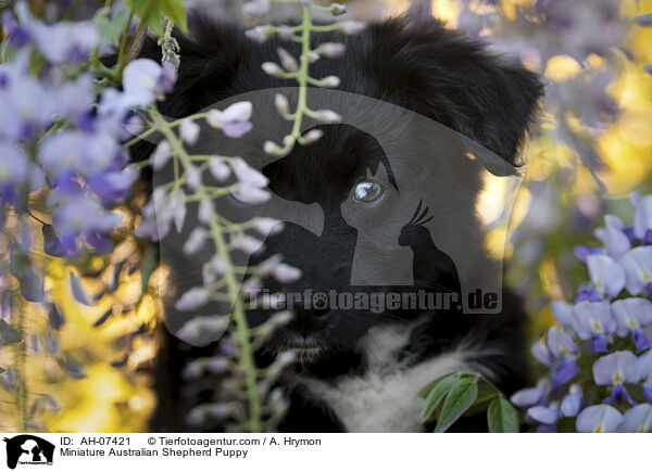 Miniature Australian Shepherd Puppy / AH-07421