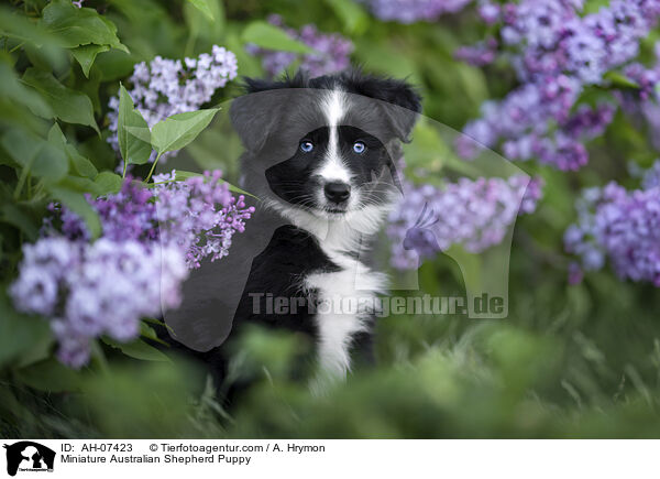 Miniature Australian Shepherd Welpe / Miniature Australian Shepherd Puppy / AH-07423